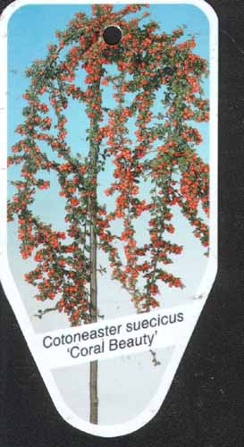 plantedag_cotoneaster
